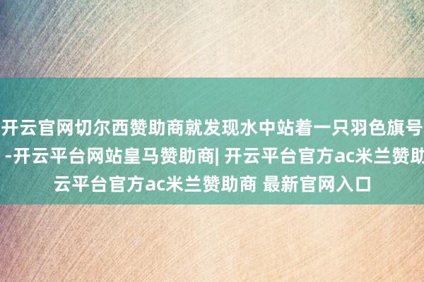 开云官网切尔西赞助商就发现水中站着一只羽色旗号昭着的“大个子”-开云平台网站皇马赞助商| 开云平台官方ac米兰赞助商 最新官网入口