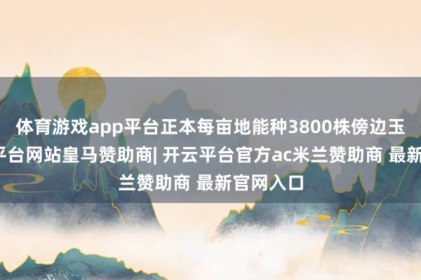 体育游戏app平台正本每亩地能种3800株傍边玉米-开云平台网站皇马赞助商| 开云平台官方ac米兰赞助商 最新官网入口
